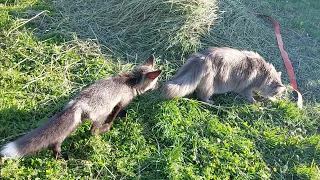 Лисичка Леся крадётся к коту Тихону