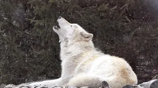 Nikai the Wolf Howls to the Snow