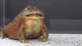 Giant African Bullfrog Eats - Part 2 - Warning Live Feeding