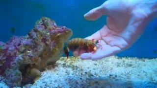 Mantis Shrimp:Can break a human finger with a single punch😳 #documentary #viral #sea #knowledge #001