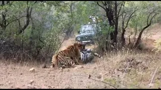 Tigers 🐅 Fight | Waara And Bhela Fight | Belara Gate | Tadoba | #viral #safari #tadoba #tatr