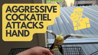 Aggressive Cockatiel Diary: Operation Destroy the Cage