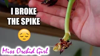 About broken Orchid spikes - I destroyed 2 spikes in one week!