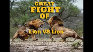 Lions Catch Lion Fight For Life .............. Wild Animal Fights