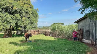 Ele sempre viveu na roça Bairro Jamaica Região de Moreira Sales Pr …