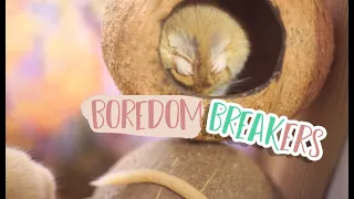 How to Keep Your Gerbils Busy | BOREDOM BREAKERS