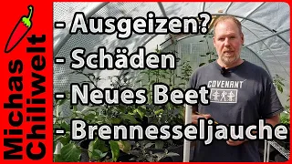 Chilis  ausgeizen  |  Krankheitsbilder  |  Brennesseljauche  |  Pferdemist  |  Blattläuse