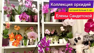 В гостях у коллекционера орхидей Елены Сандетской. Азиатские и голландские орхидеи на стеллаже.