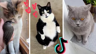 Funny Cats of TikTok Compilation ~ Cutest Kittens TIK TOK!