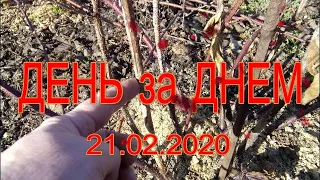 ДАЧНЫЙ СЕЗОН😍. ДЕНЬ ЗА ДНЕМ. 21 02 2020