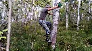 самодельные гаффы-дереволазы ,тестирование на березе.