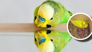 Budgies mating ( verde the male budgie double mating with Madori and Jasperine the female budgies)🦜