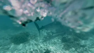 BEST ACTION CLIP AWARD | Proudly Sponsored By GoPro (MASSIVE TIGER SHARK, 1M+ COBIA)