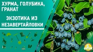 Хурма, голубика, гранат. Экзотика из Незавертайловки. 6 соток. 08.07.19