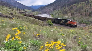 Massive Canadian Freight Trains Thru The Canyon, Along Sharp Rail Curves And Yellow Wildflowers!