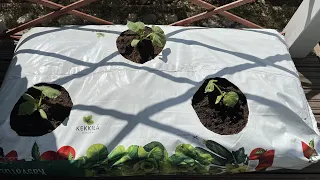 Выращивание овощей в мешках.
