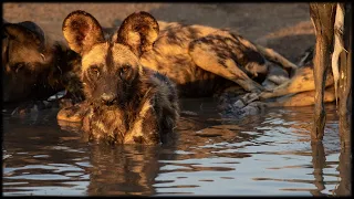 Best of the Best of African Wildlife Part 245