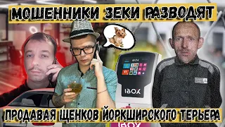 Мошенники зеки продают щенков Йоркширского терьера