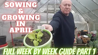 What We Are Sowing & Growing In April 2023 [Gardening Allotment UK] [Grow Vegetables At Home ]