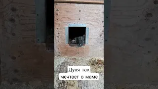 Невероятно ласковая и очень человечная Дунечка ждёт в приюте Некрасовка. #animals