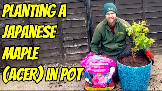 Planting a Japanese Maple (Acer) in Containers