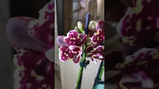 Моя новая орхидея😍#обзор#цветы#красота#original#орхидеи