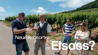 Biowein-Pioniere im Elsass: Die Domaine Eugène Meyer