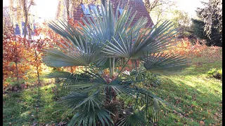 Trachycarpus - dyrkningserfaringer med sjældne arter.