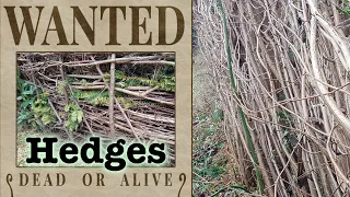 Hedges Wanted - Dead or Alive!