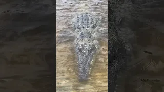 ￼ Chillin with crocodiles in the Everglades #everglades#youtubeshorts#crocodile#viral#wildlife