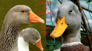 TOP20 Most beautiful geese and ducks - 20 different breeds of domestic goose duck and swan goose