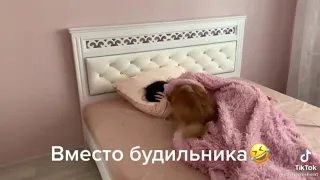 Померанские шпицы в тик ток