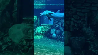 WATER BENDING DOLPHIN 🤯