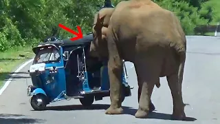 Heart-Stopping Moments: Wild Elephant Attack To Tuk Tuk In Sri lanka