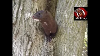 What is a Mink?