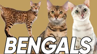 Do You Know These 6 Facts About Bengal Cats?!