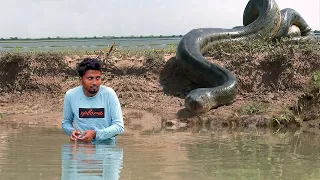 Anaconda Attack and Other Deadly Snakes : Wild Animal Encounter Action Packed film You Can't Miss!