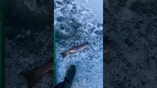 First Rainbow Trout Ice Fishing 2022/23 Season. Ice is finally here. #subscribe #ontario