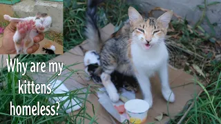 Mama Cat and her 5-day-old kittens were dumped in the park.