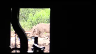 Bowhunting Africa - Heart Shot On A Warthog W: African Bowhunting Adventures