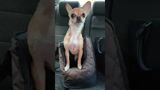 ждёт маму #animallife #chihuahua #chihuahuafanatics #dance #милота #чихуахуа #джина #dog