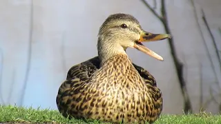 Female Mallard Ducks QUACKING ARGUMENT Gets Heated