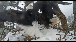 Big Bear Eagles ~ INTENSE AERIAL CHASE! Jackie In Hot Pursuit! Kicks Intruder Out 3rd Time! 3.2.20