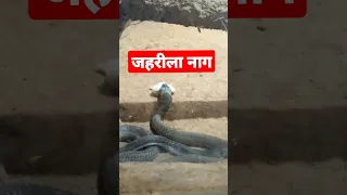 Nagin snake | Cobra vs mongoose real fight | cobra vs python