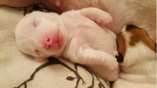 Jack Russell Puppies / Time Lapse