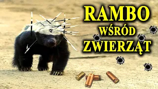 RATEL - Kuloodporny, Nieśmiertelny i Nieustraszony Zwierz