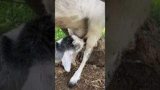 Baby fainting goat nursing