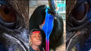 Cassowaries are truly the spawn of Satan