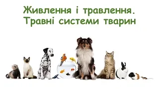 Живлення і травлення. Різноманітність травних систем тварин