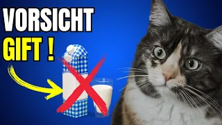 GEFÄHRLICH: Gib deiner Katze bloß keine Milch!